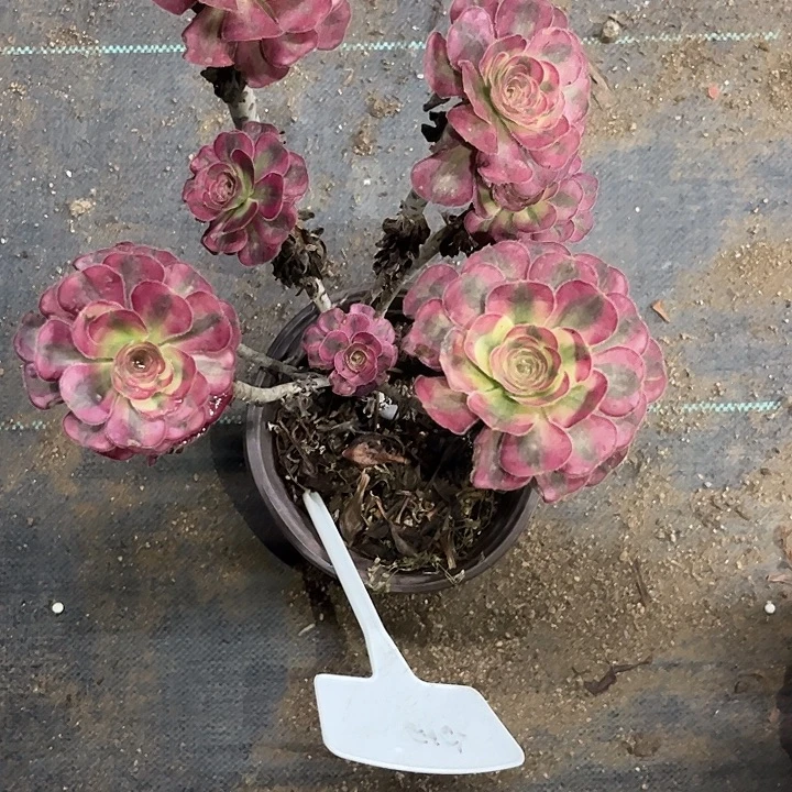 向***放多肉植物寄养发货锦……