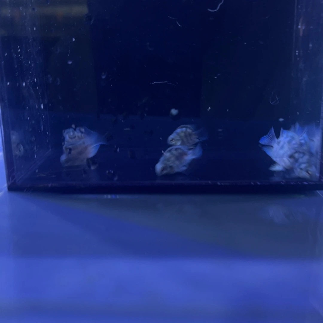 孔雀鱼迷你鹦鹉8条开箱视频报损