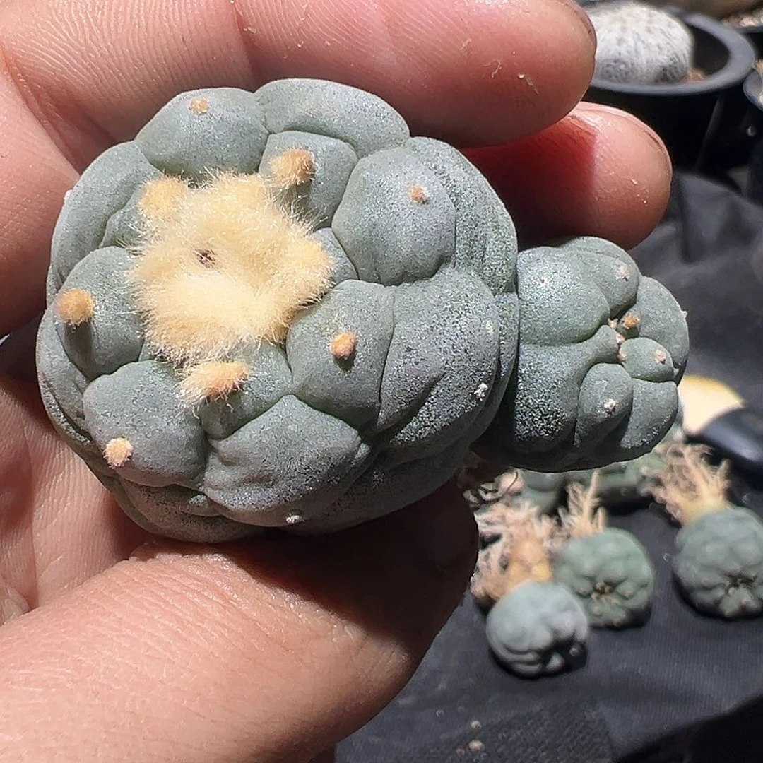 实生双头佛头银