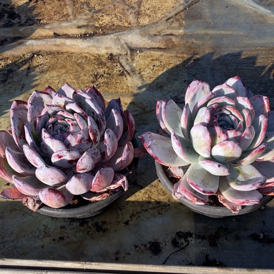 ****       补差价。