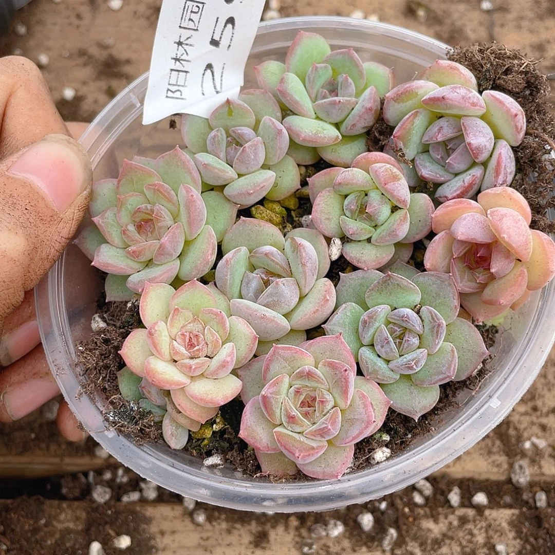 多肉植物多肉植物259