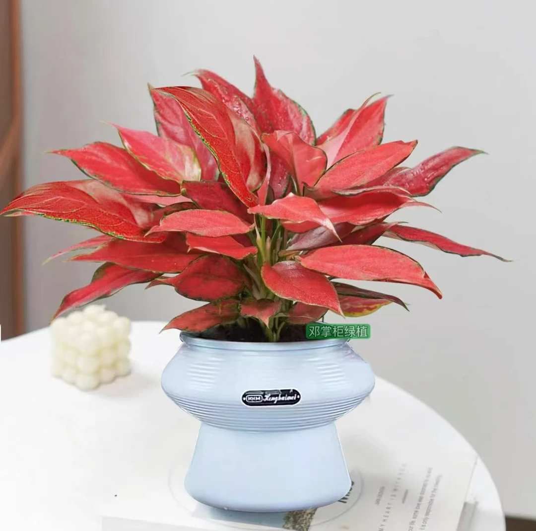 吉利红红如意红天使年宵花水培室内绿植春节花卉好养护盆景