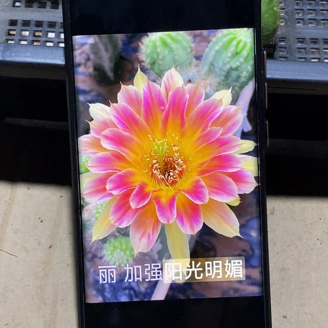 丽 加强阳光明媚侧芽歪20包邮/4公分