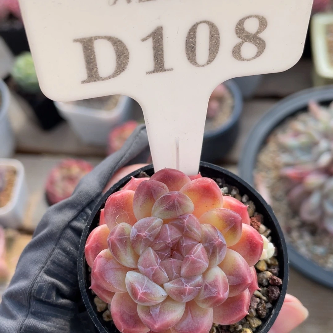 王***木108 冰魄 带盆发