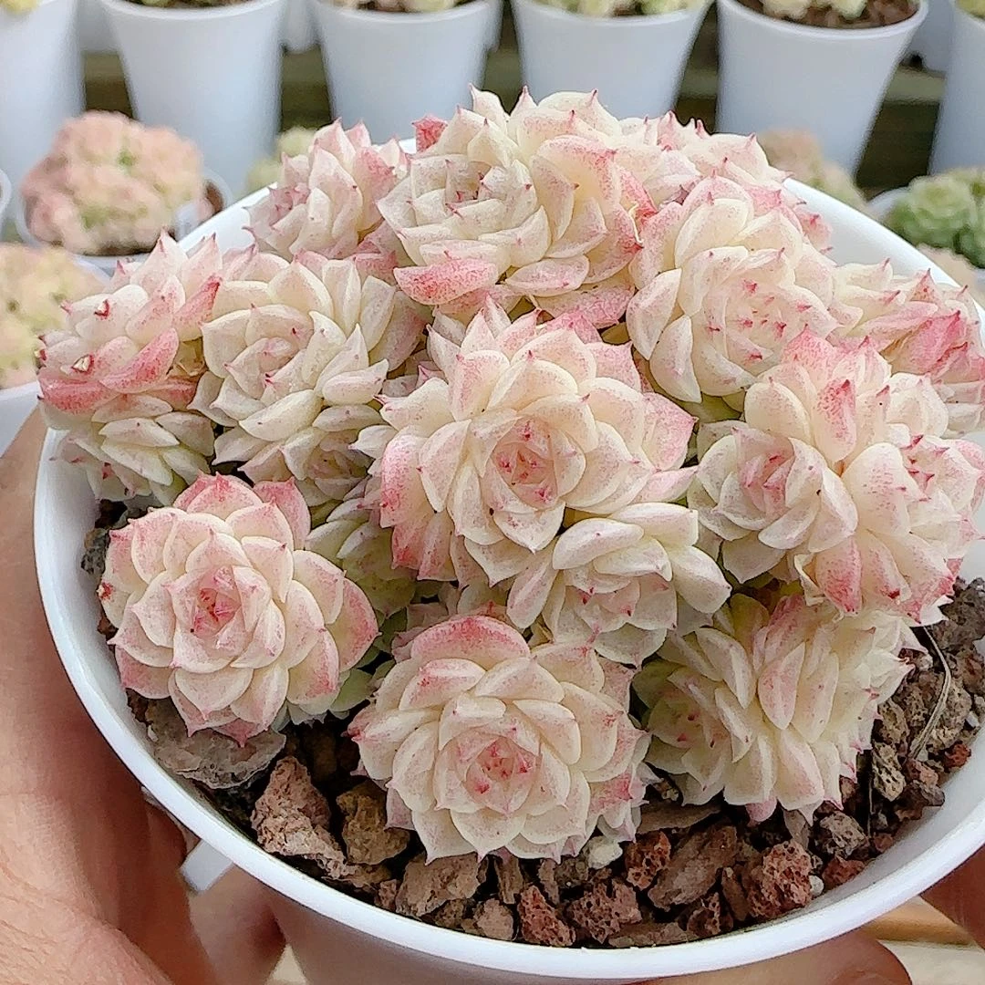 1216-85（xpp-277）优选