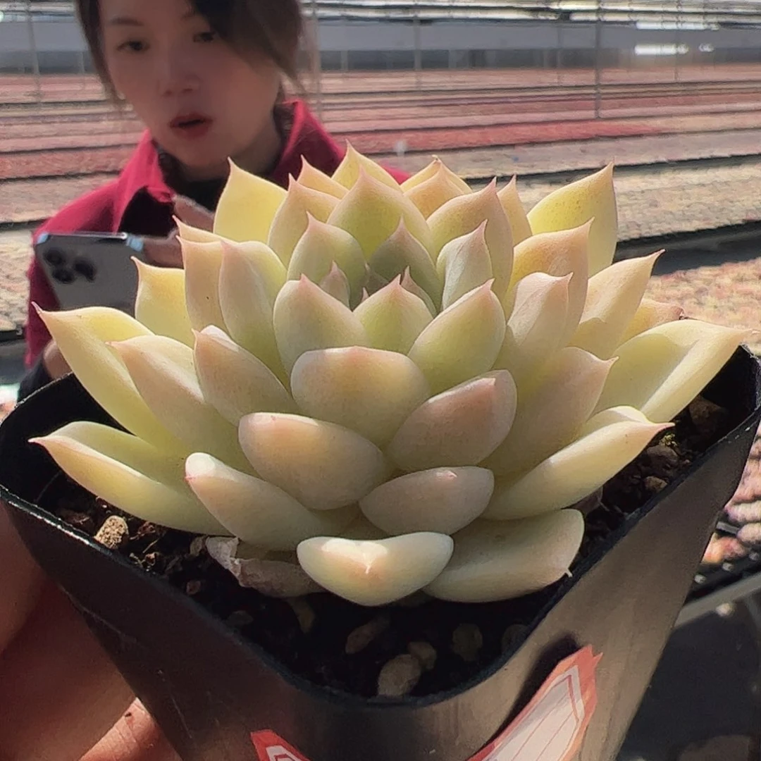 云南东云多肉园6.5杯，新-9