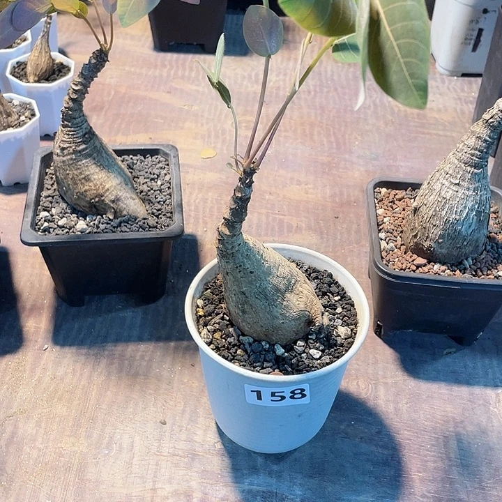 用***4158泰国大奇异油杆