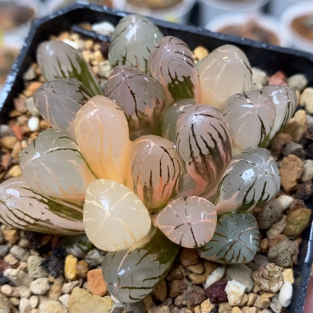 21红太阳玉露锦一物一拍