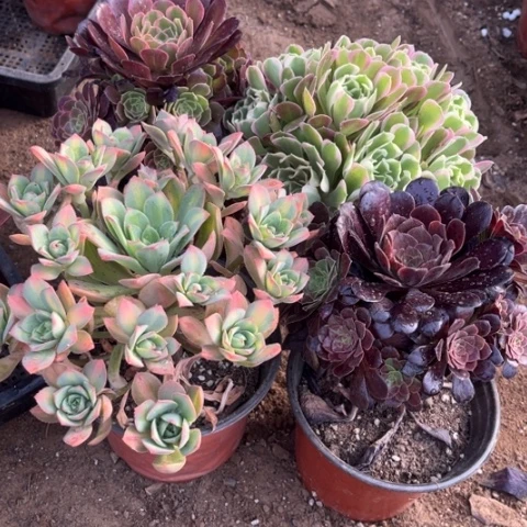 694多肉植物组合