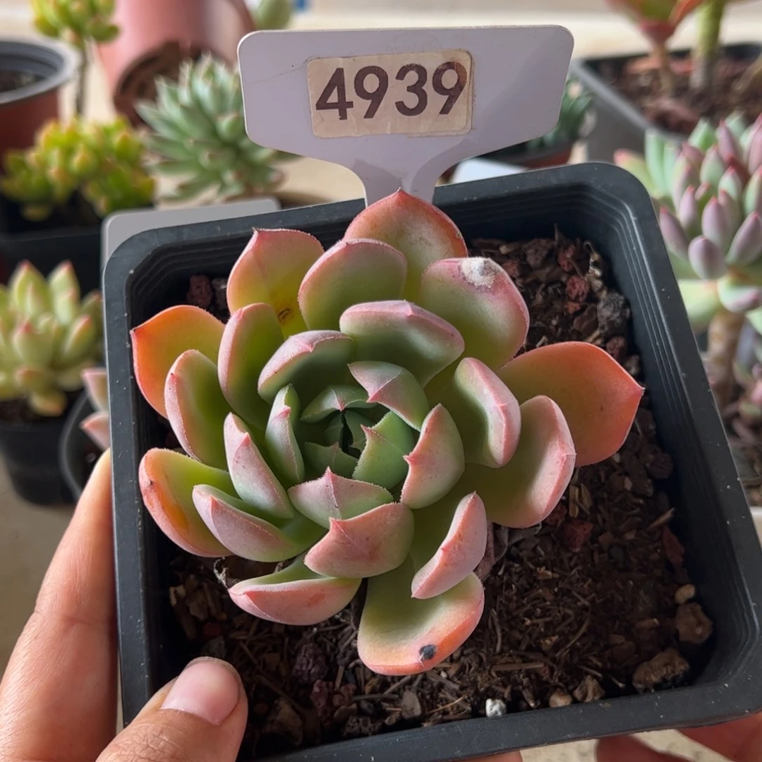 【闪购商品】4939。 111111111