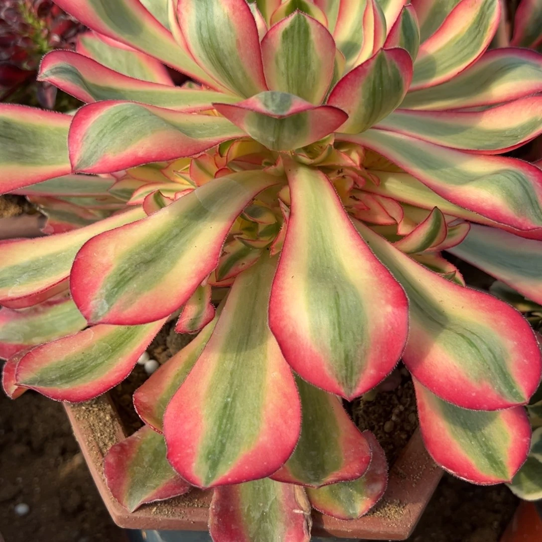 51爱丽丝多肉植物一