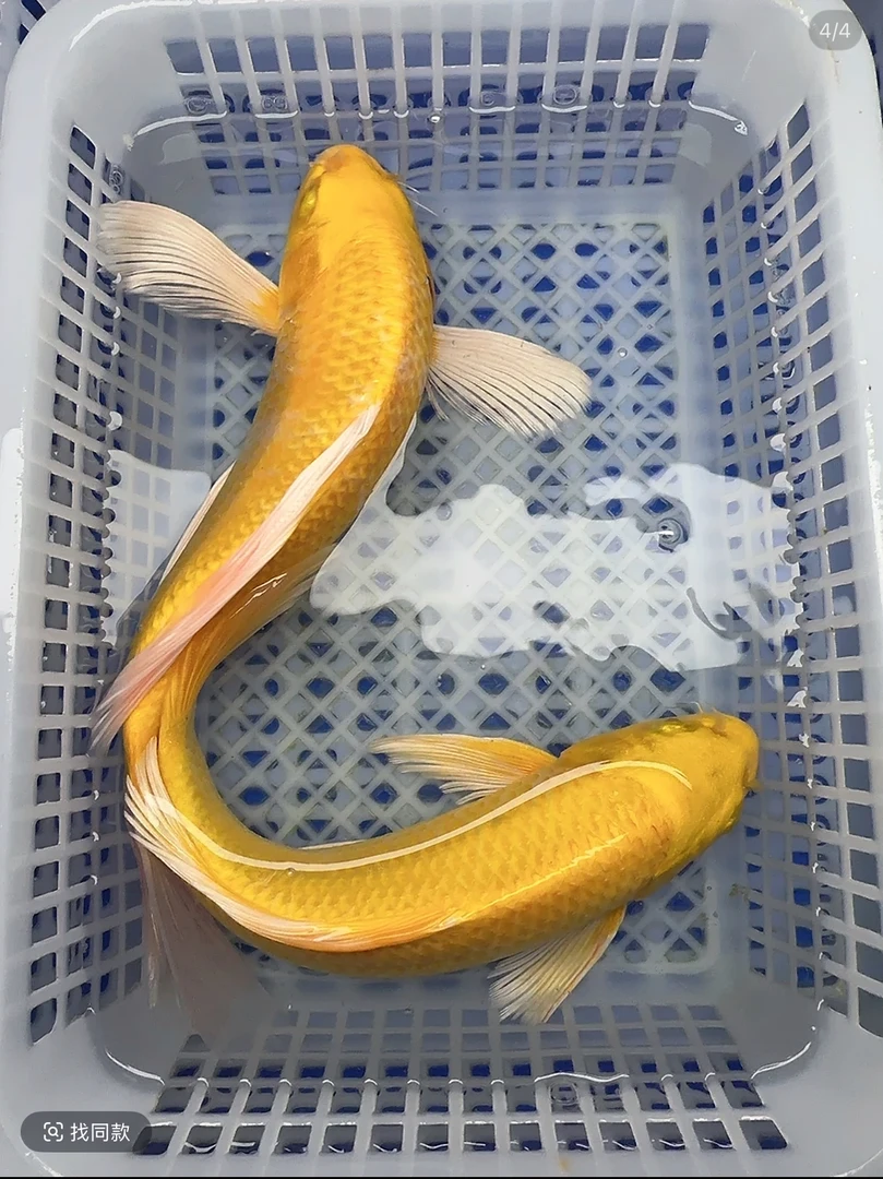 【三条装】台湾精品黄蝴蝶锦鲤观赏鱼冷水鱼淡水鱼活体包邮