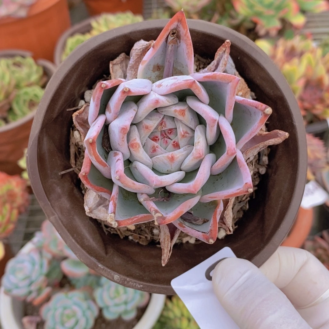 0959野卡单头一物一拍