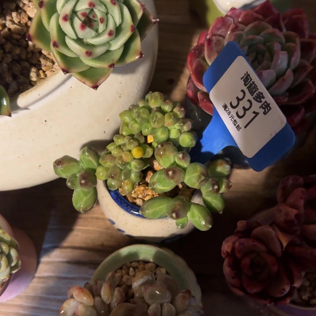 在田枝松躲醉多有