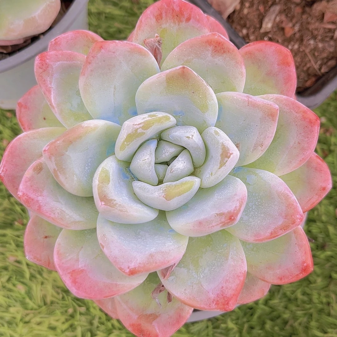 冰玉8888888988888888