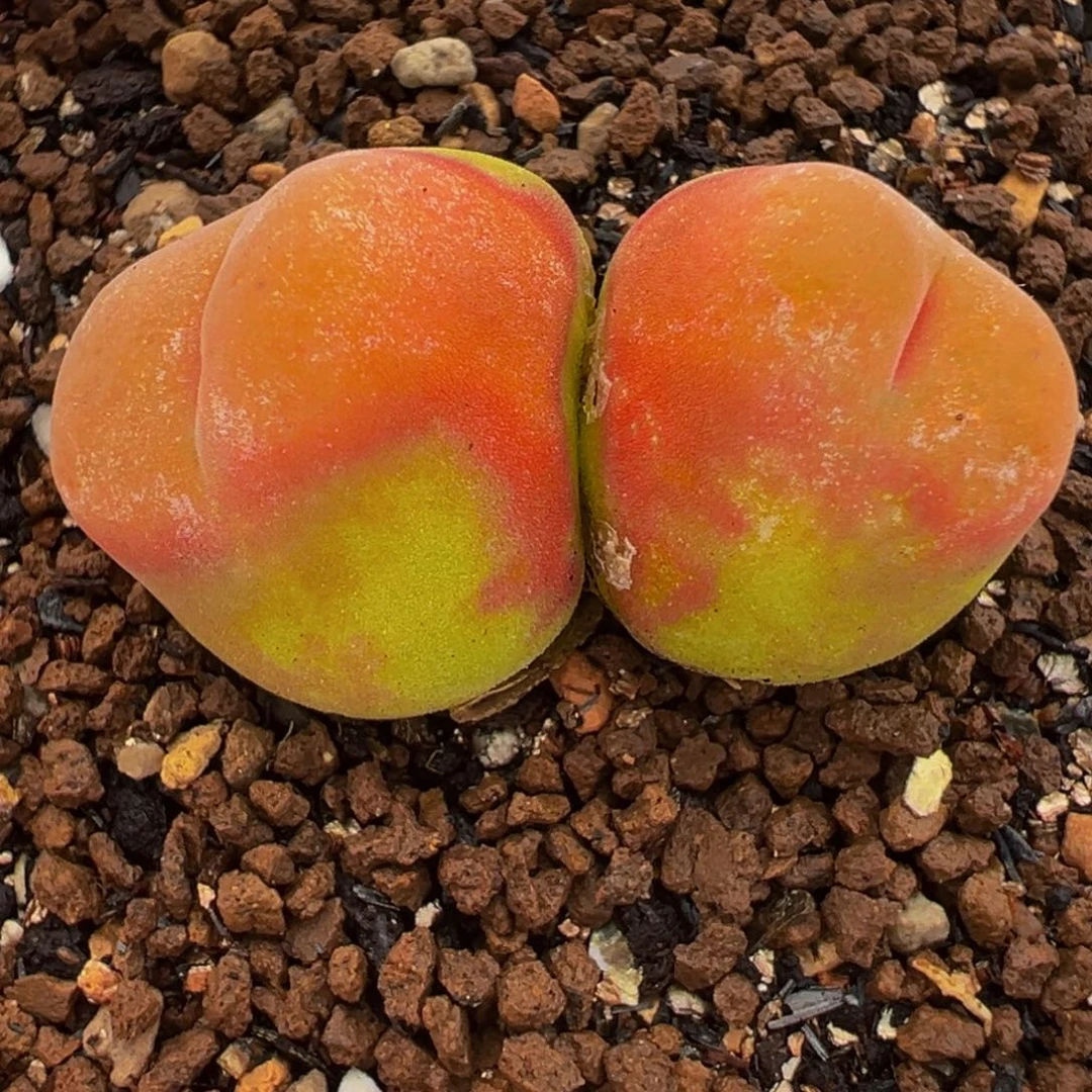 水蜜桃多肉植物盆栽栽培