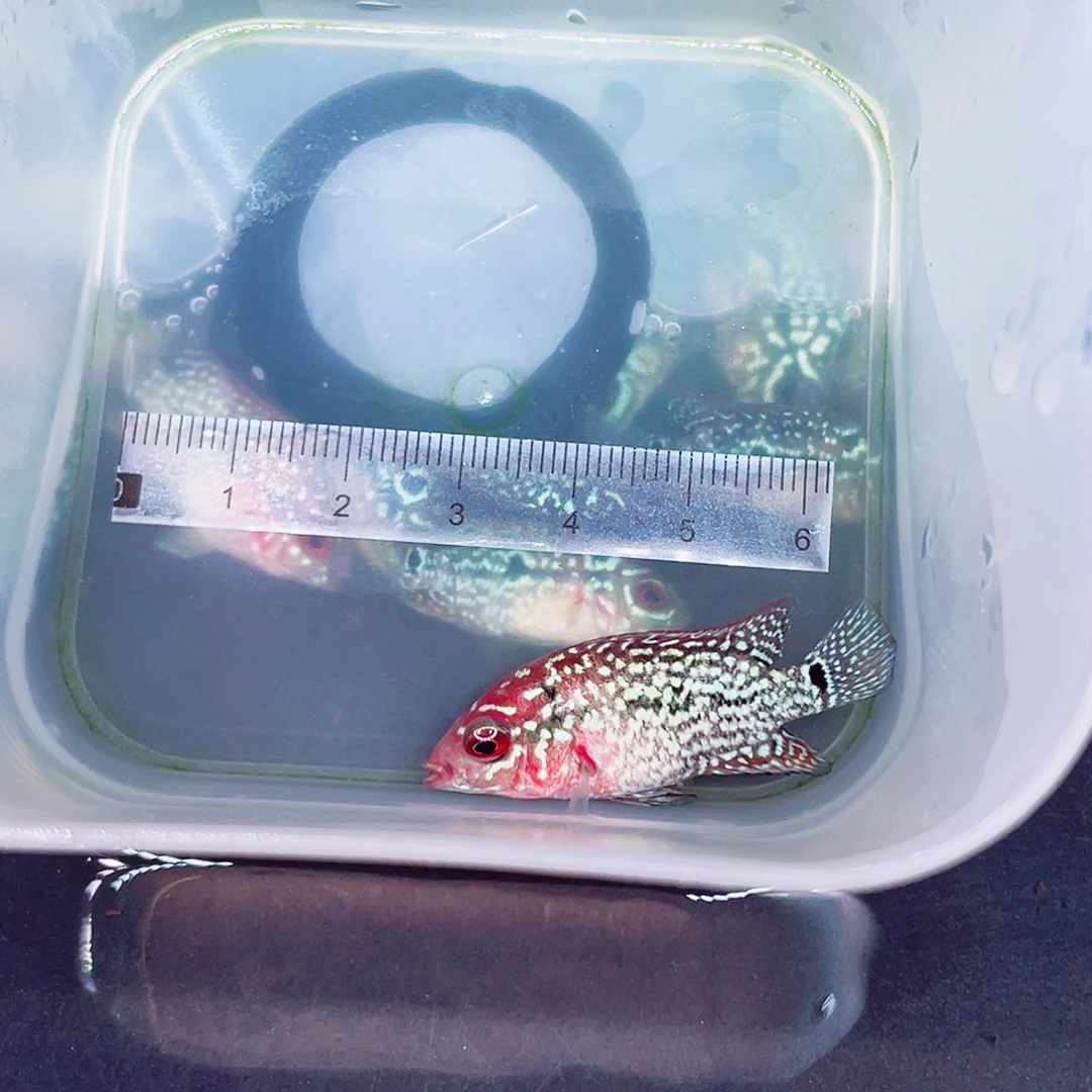 云***平罗汉鱼金花罗汉鱼苗一条