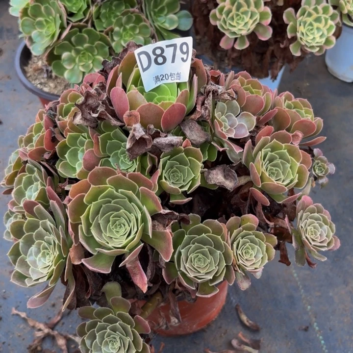 瑞妈多肉植物，荷兰玫瑰879