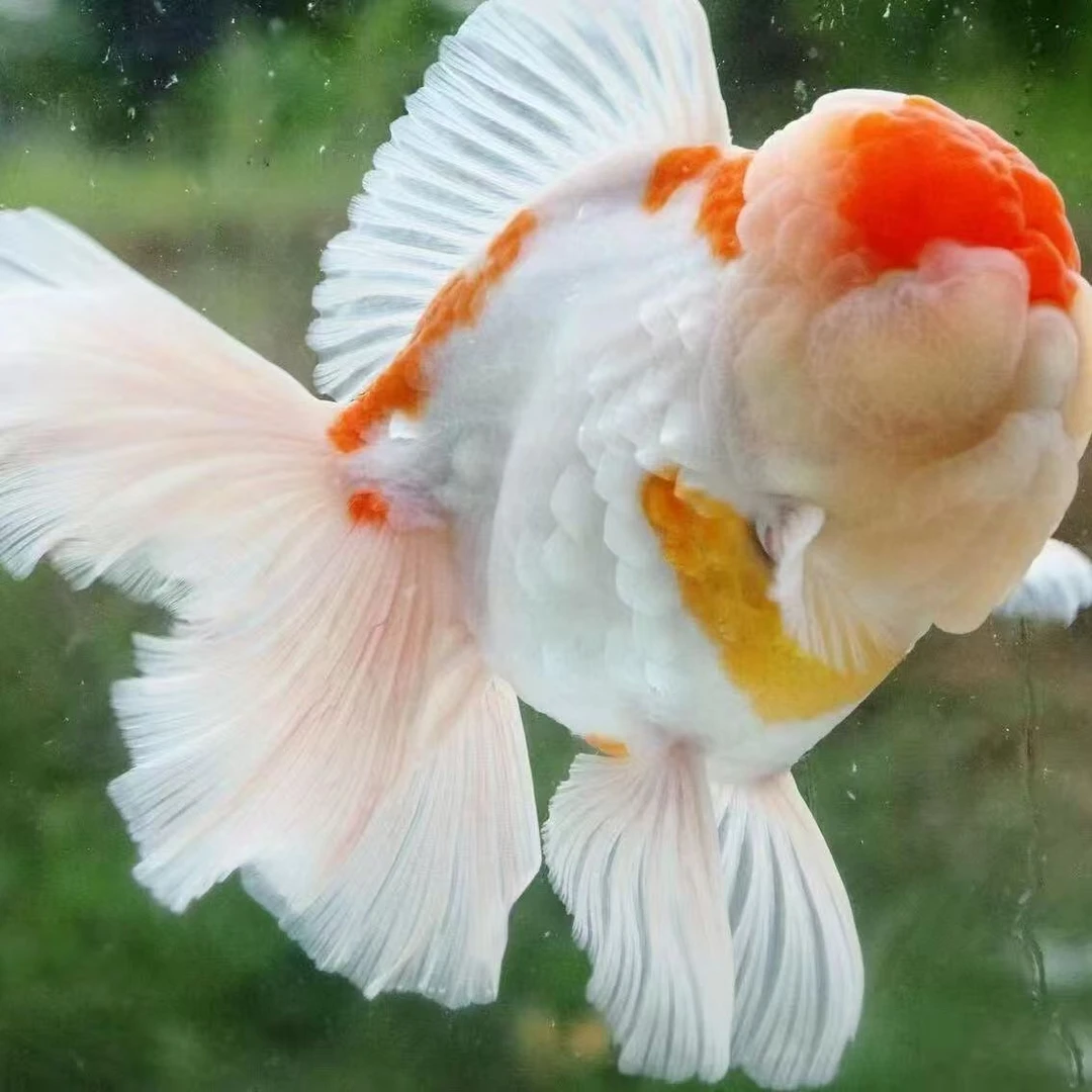 YY玛丽泰狮金鱼淡水冷水观赏鱼好养耐活自来水可养招财