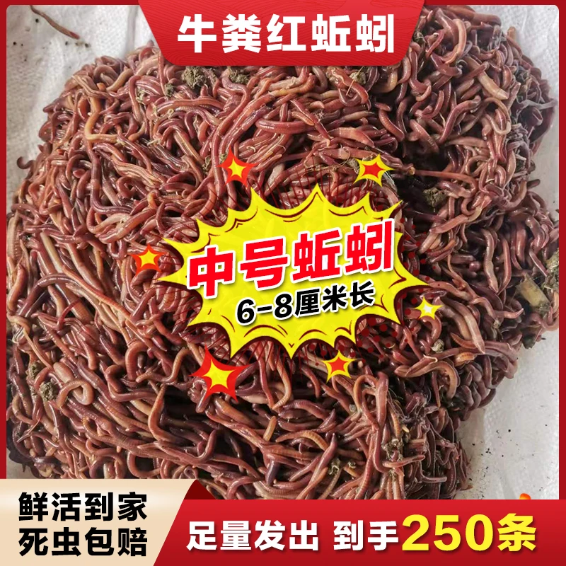 【5盒试用装！】牛粪红蚯蚓红虫钓鱼鲫鱼黄鳝大号鱼饵垂钓鲜活包活