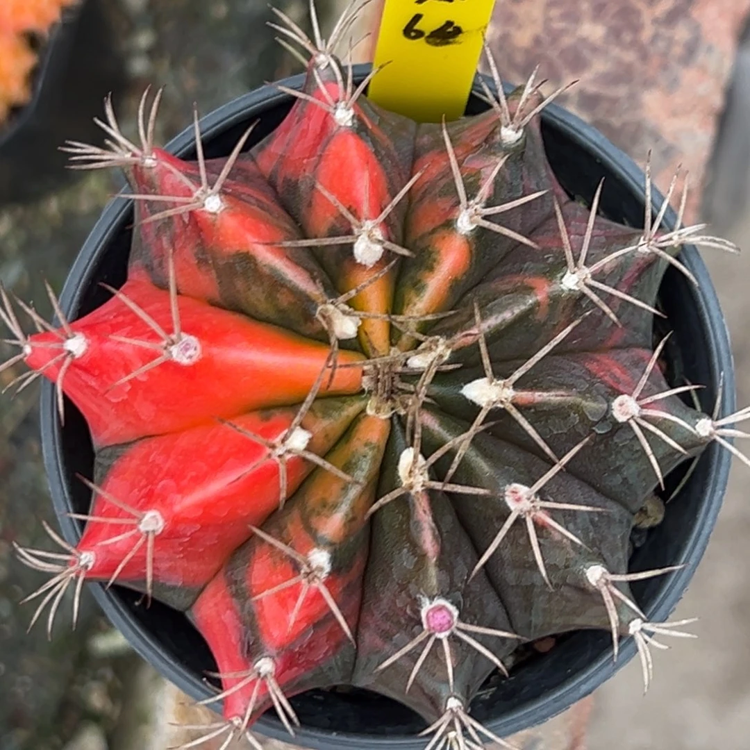 A66实生米哈锦，带盆土发货