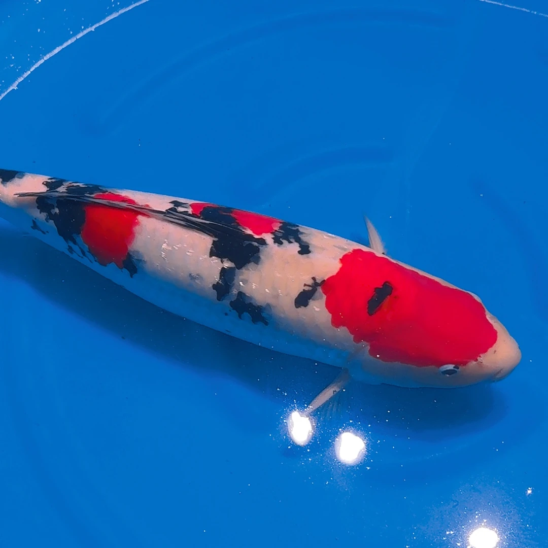 海水鱼大正专拍链接