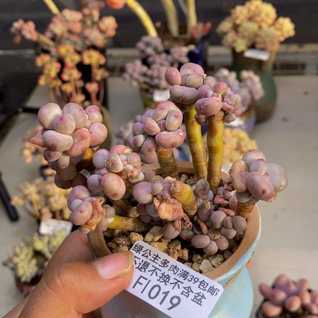 019苹果奶四代多肉有断枝