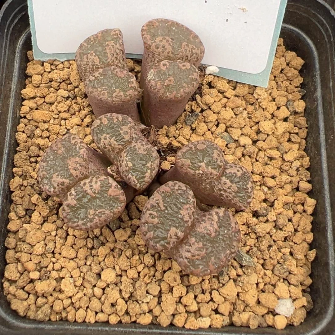 9-253肉锥多肉植物