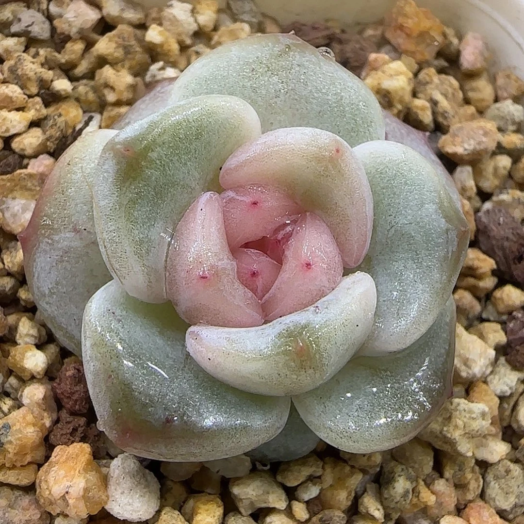 231三公分【肉肉尺寸1-2厘米很小介意勿拍】