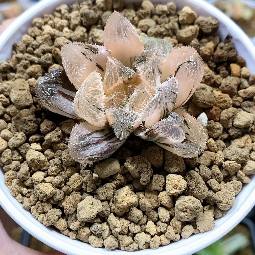 【闪购商品】80银狼蛛