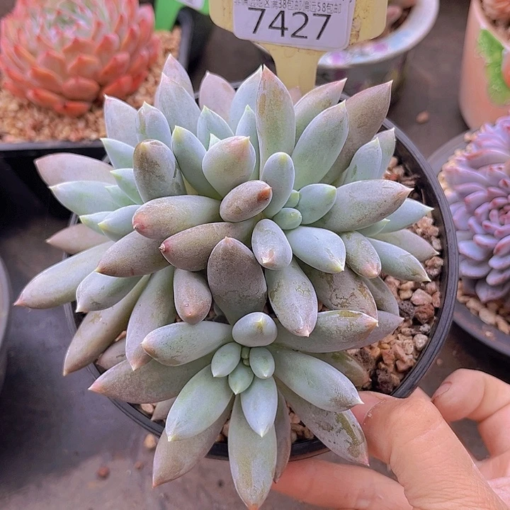 7427哥特萝莉。