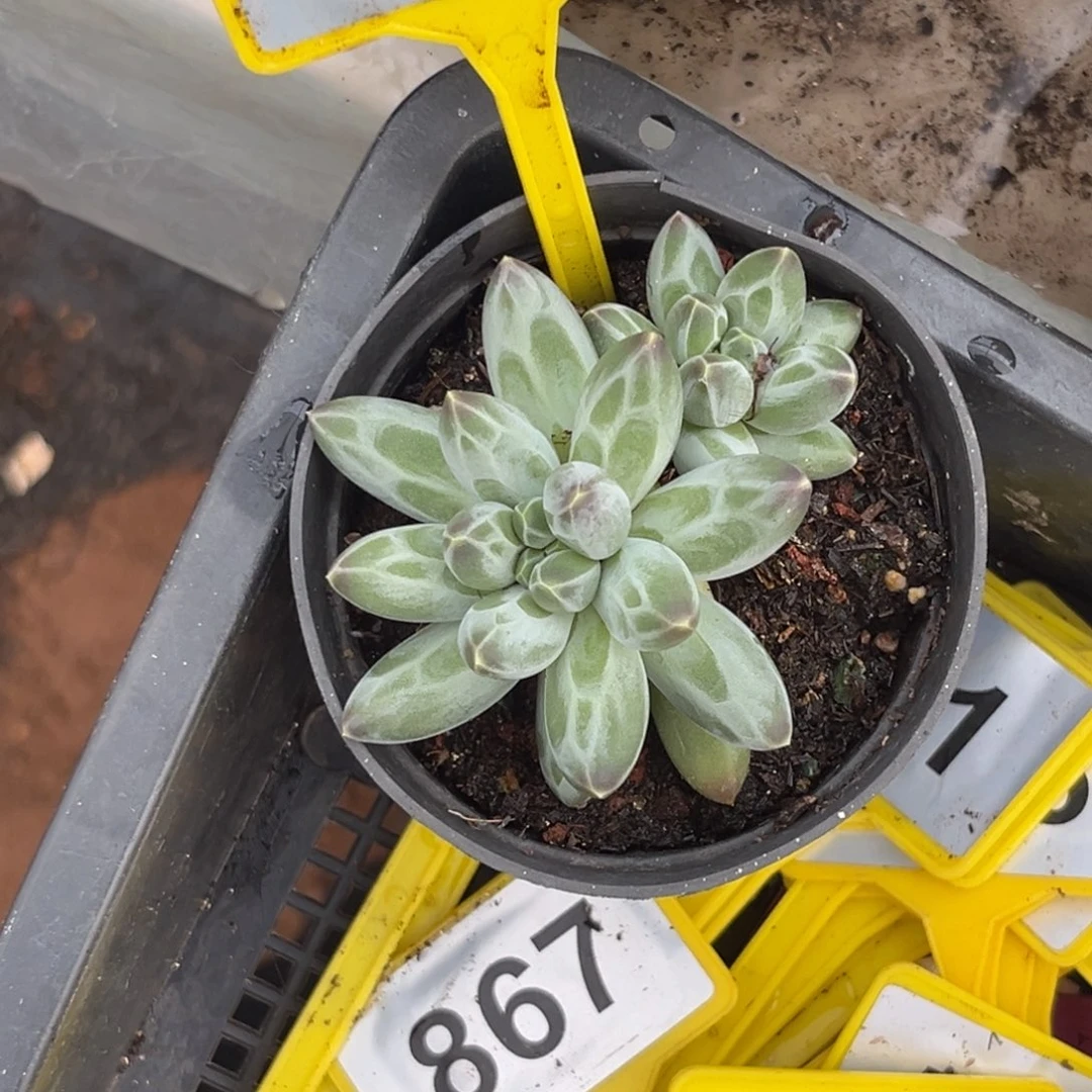 多肉植物白底伊卡211