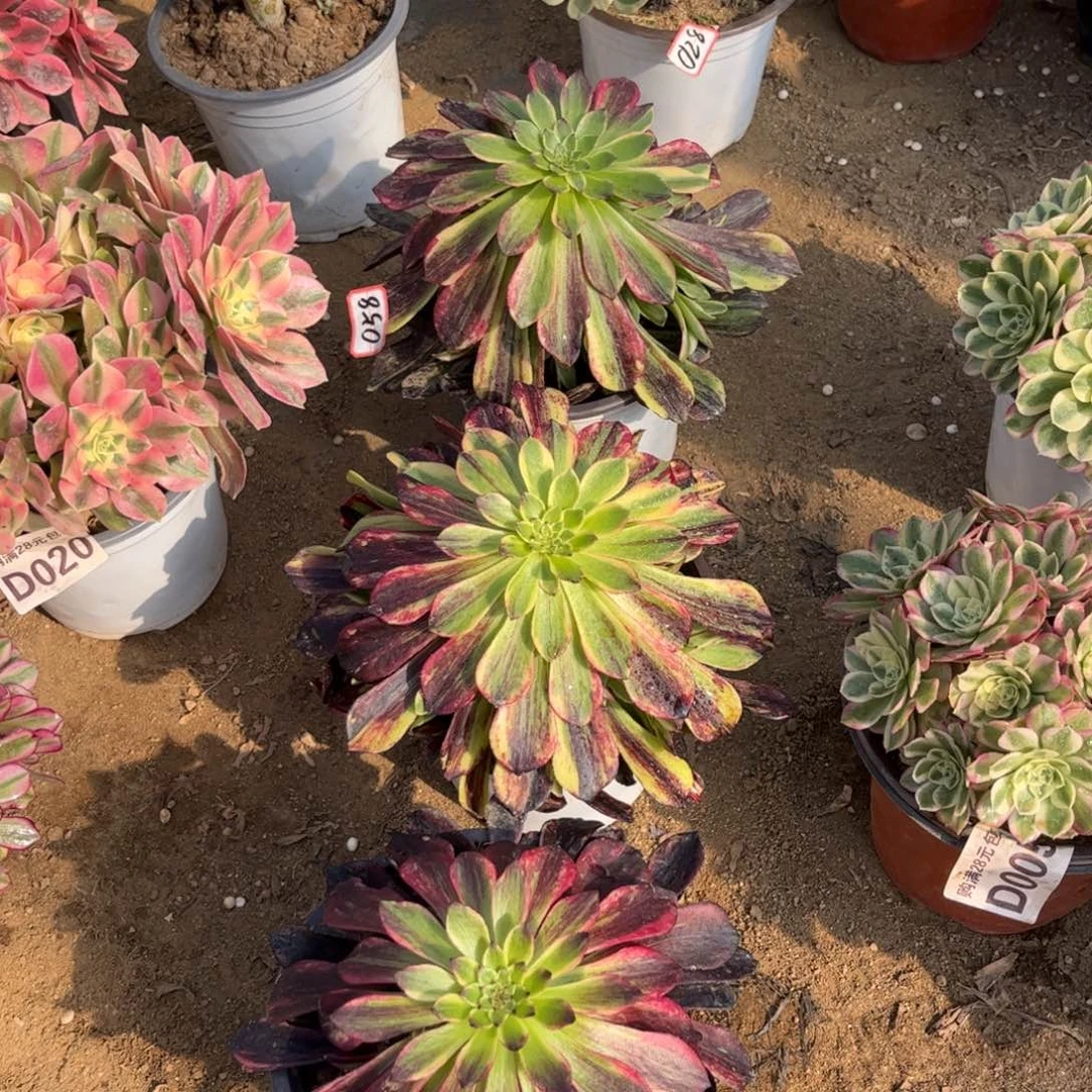 ?**儿058多肉植物莫兰迪3颗