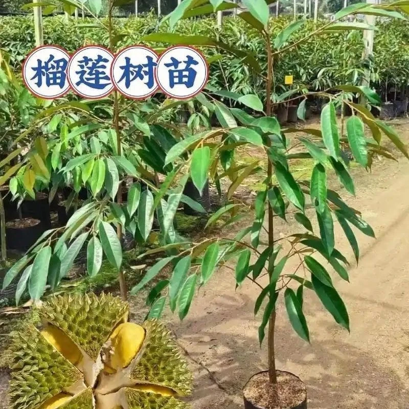 （顺丰包邮）正品猫山王金枕黑刺嫁接苗带土带叶发货适合庭院种植