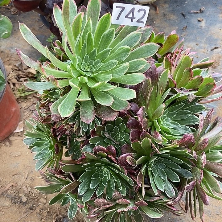 金丝楠木朵朵742多肉不包断