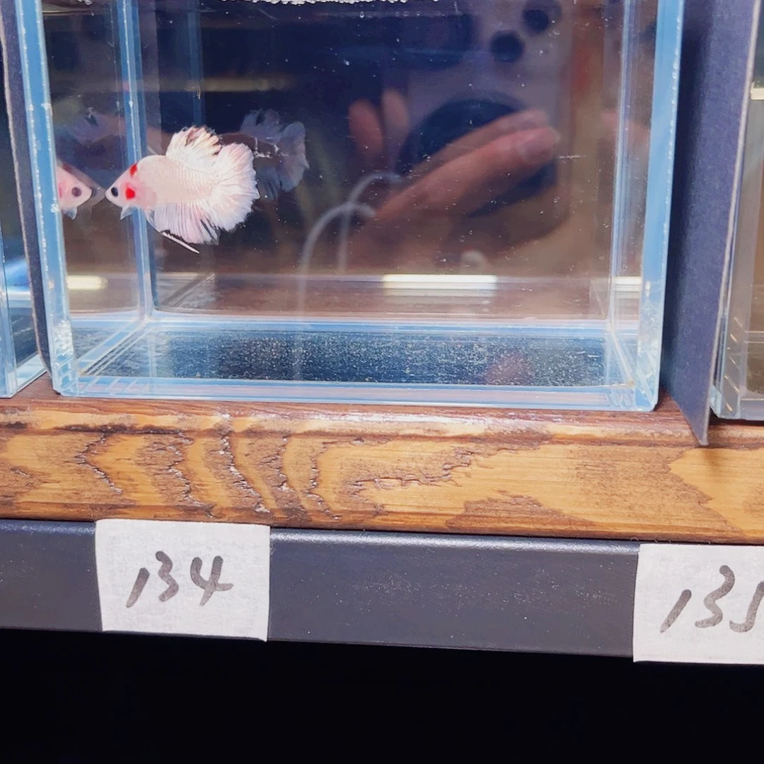 就***肉海水鱼宙斯斗鱼竞拍0924