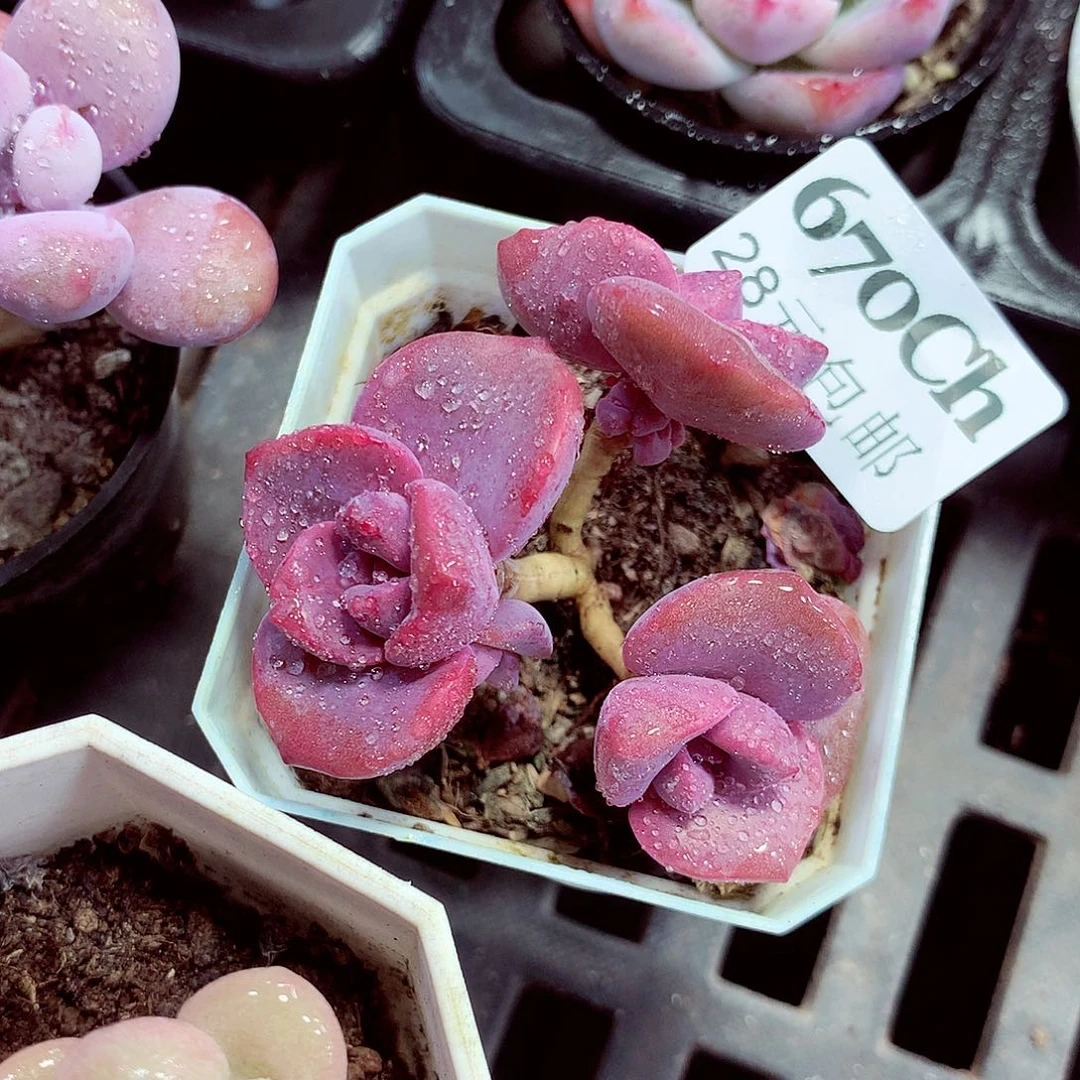 5厘米盆精控多肉670