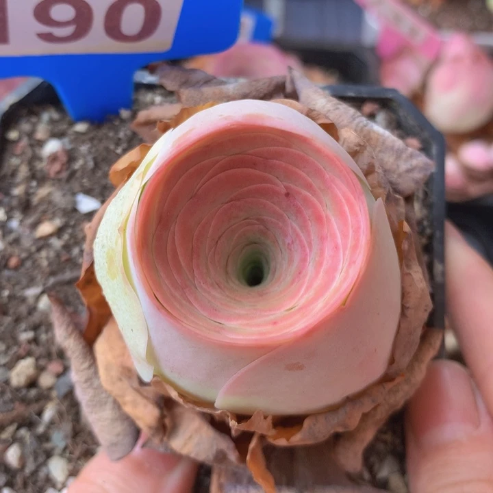 一物一拍星辰娇帕190