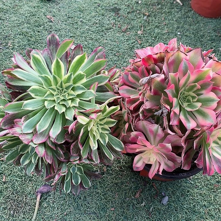 919两颗天和粉女巫多肉植物