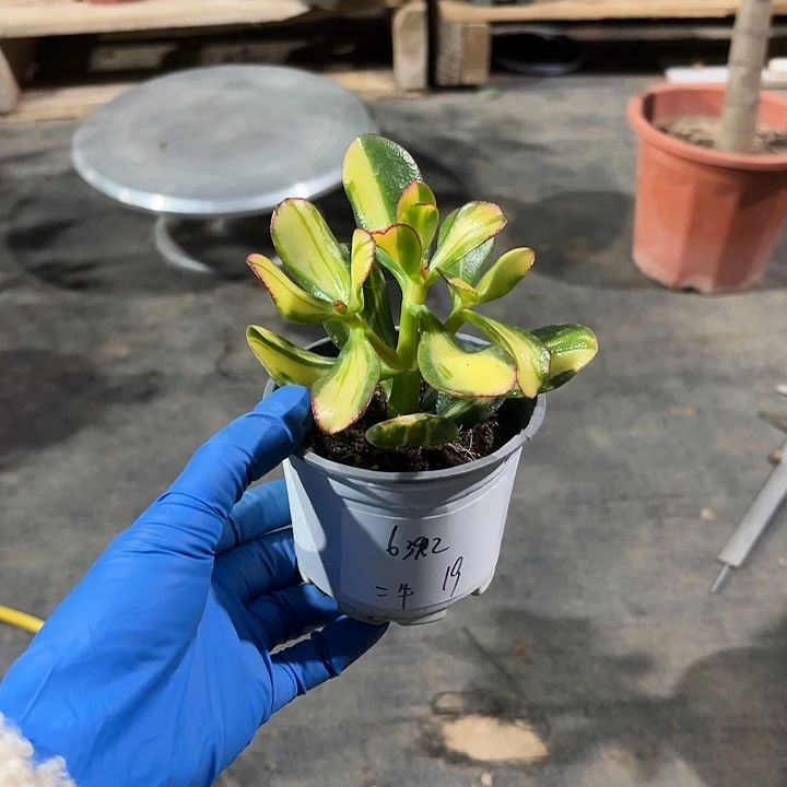 二***牛当前无花栽培后可以开花卷叶19