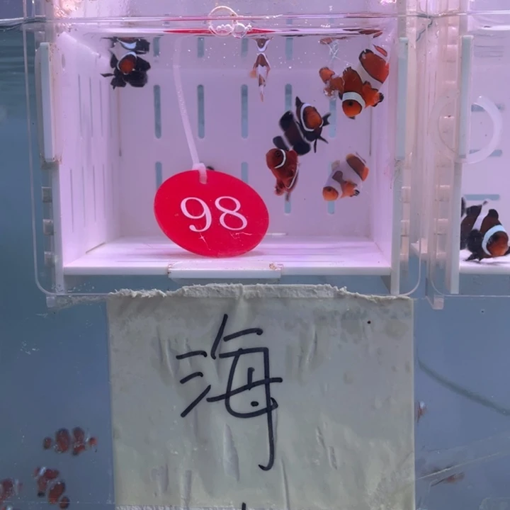 海水鱼精品混搭8条2-3