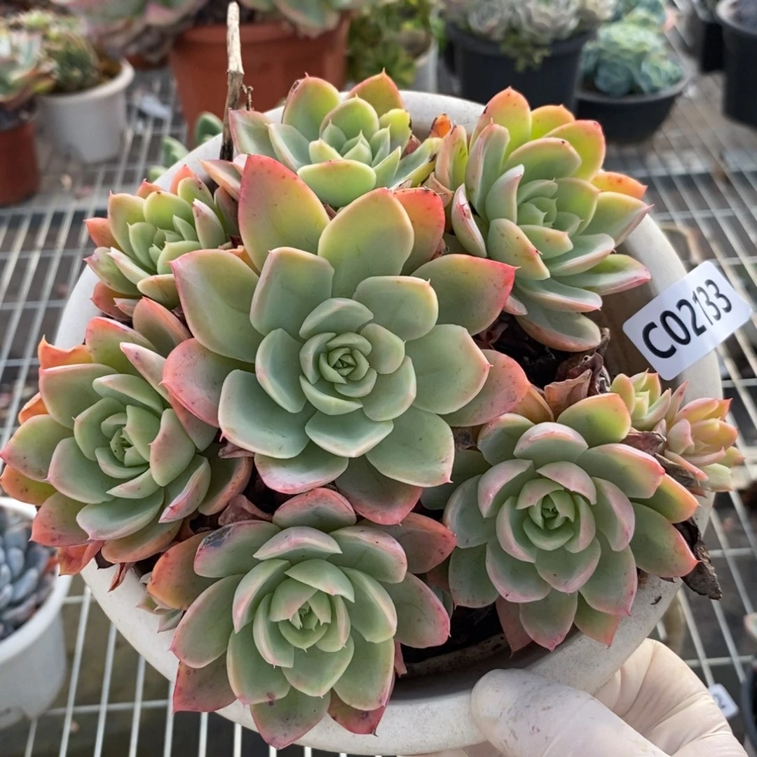 2133丝绸面纱一物一拍