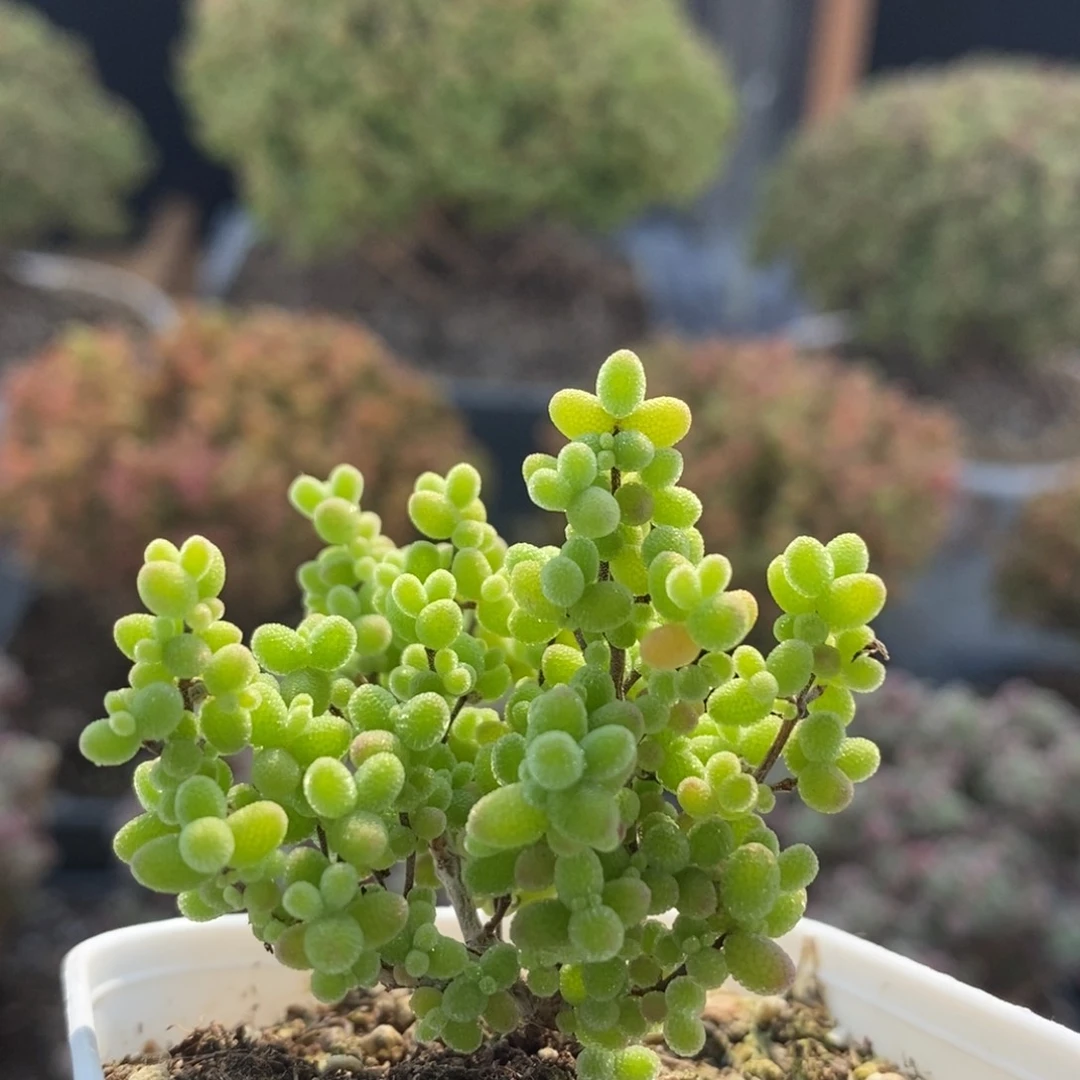 蜜橘糖球7429枝干番杏