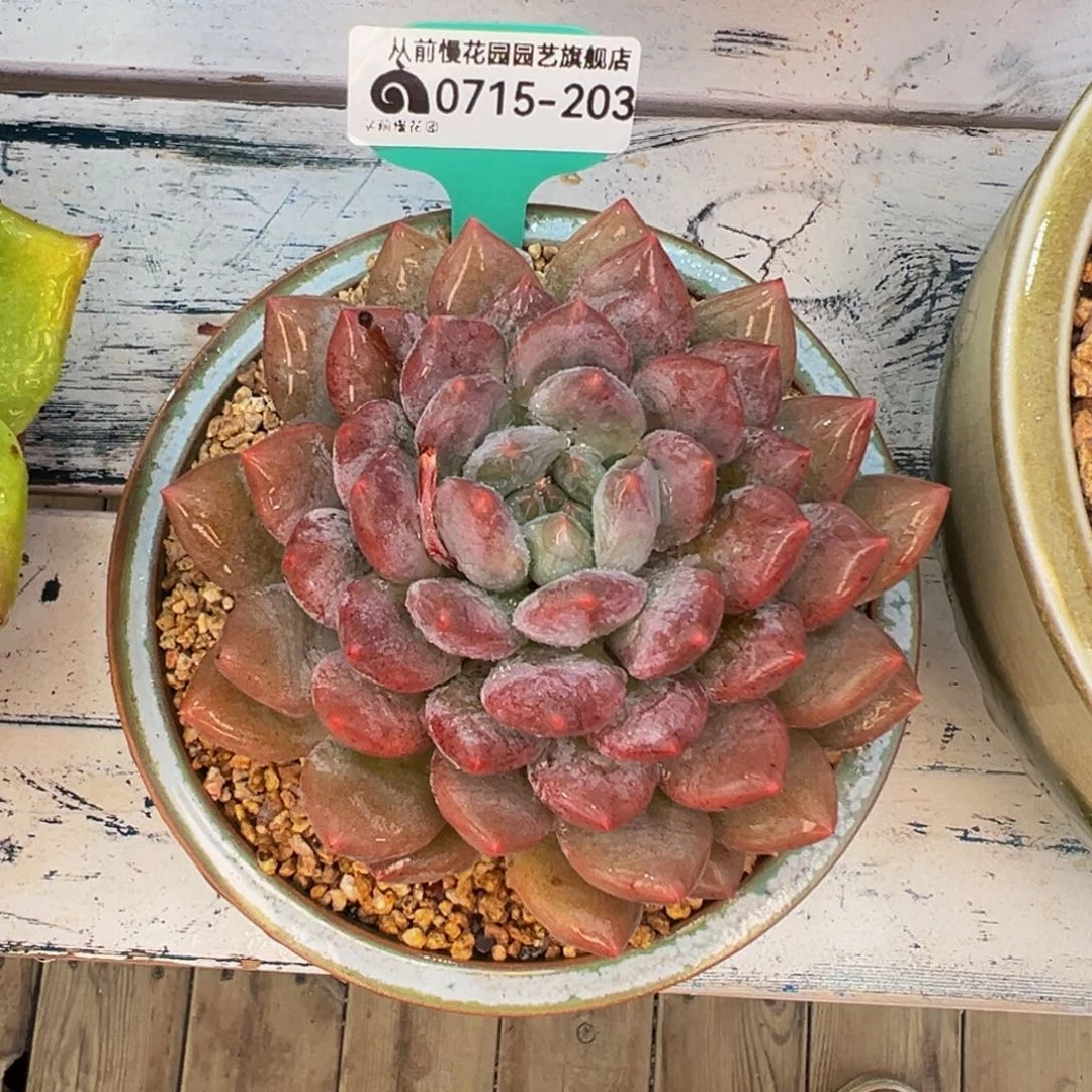 多肉一物一拍0715-203