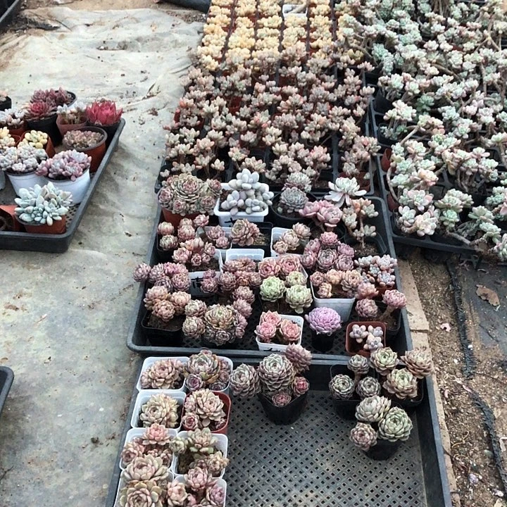 南阳多肉。山东临沂