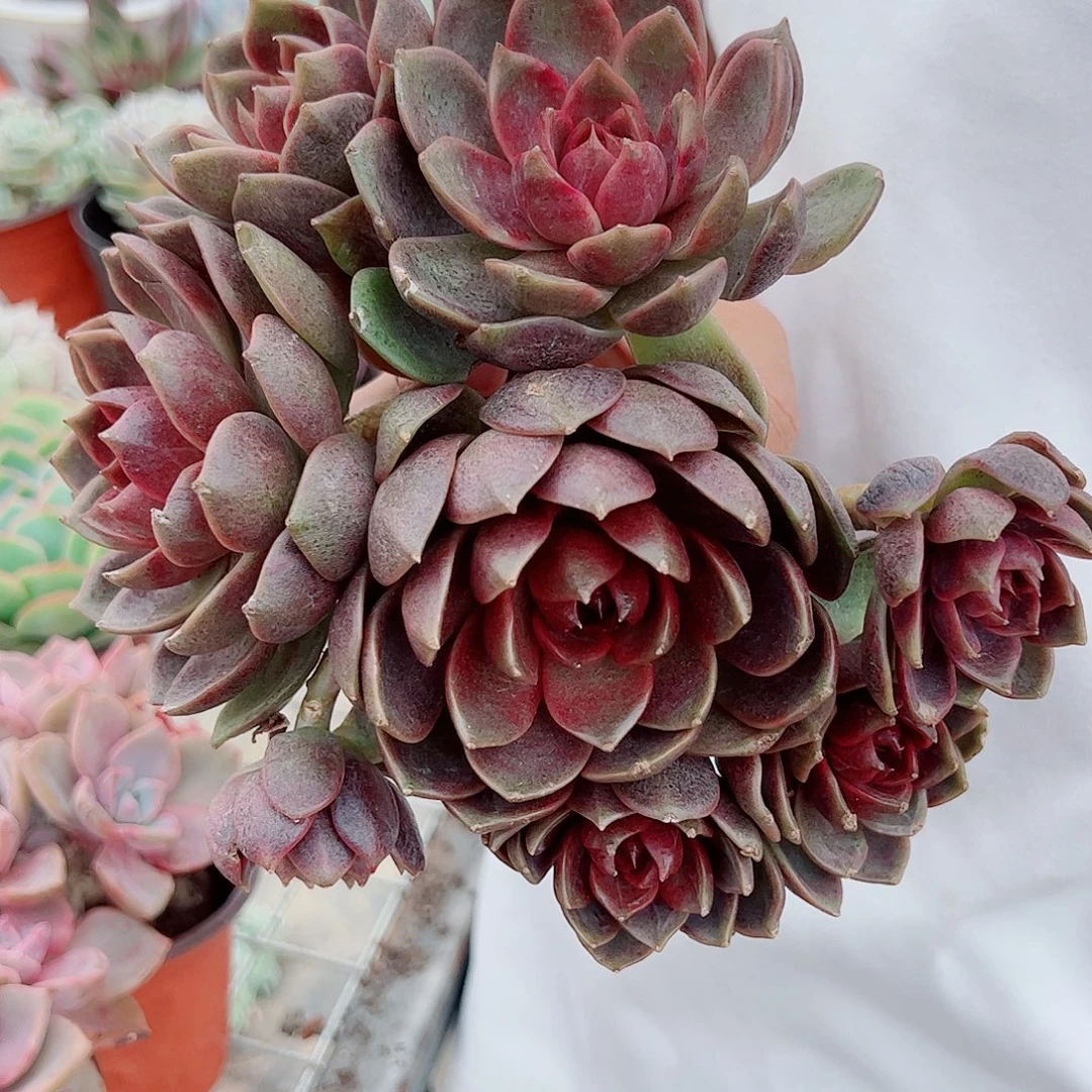 巧克力慕斯两盆三头起发