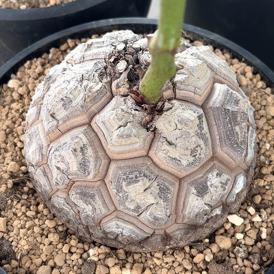 潮流植物白皮足球南非龟，12.2公分