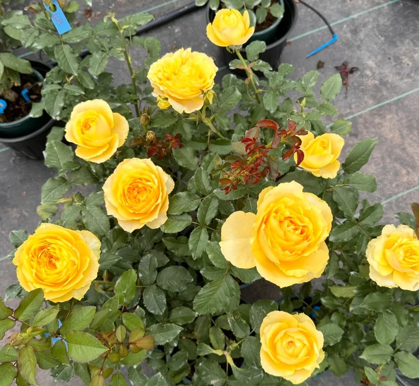 阳光笑容黄色大花灌木月季抗病好耐晒耐热花期长阳台庭院种植花卉