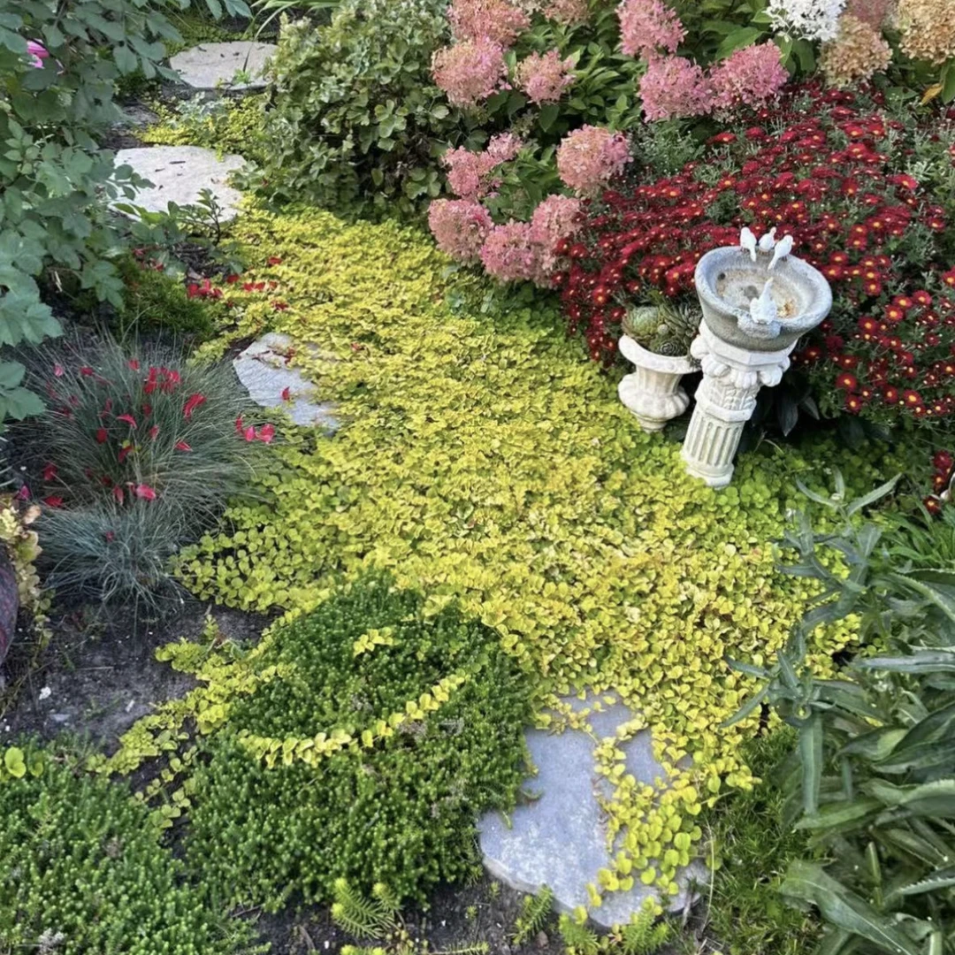 过路黄多年生耐寒耐热