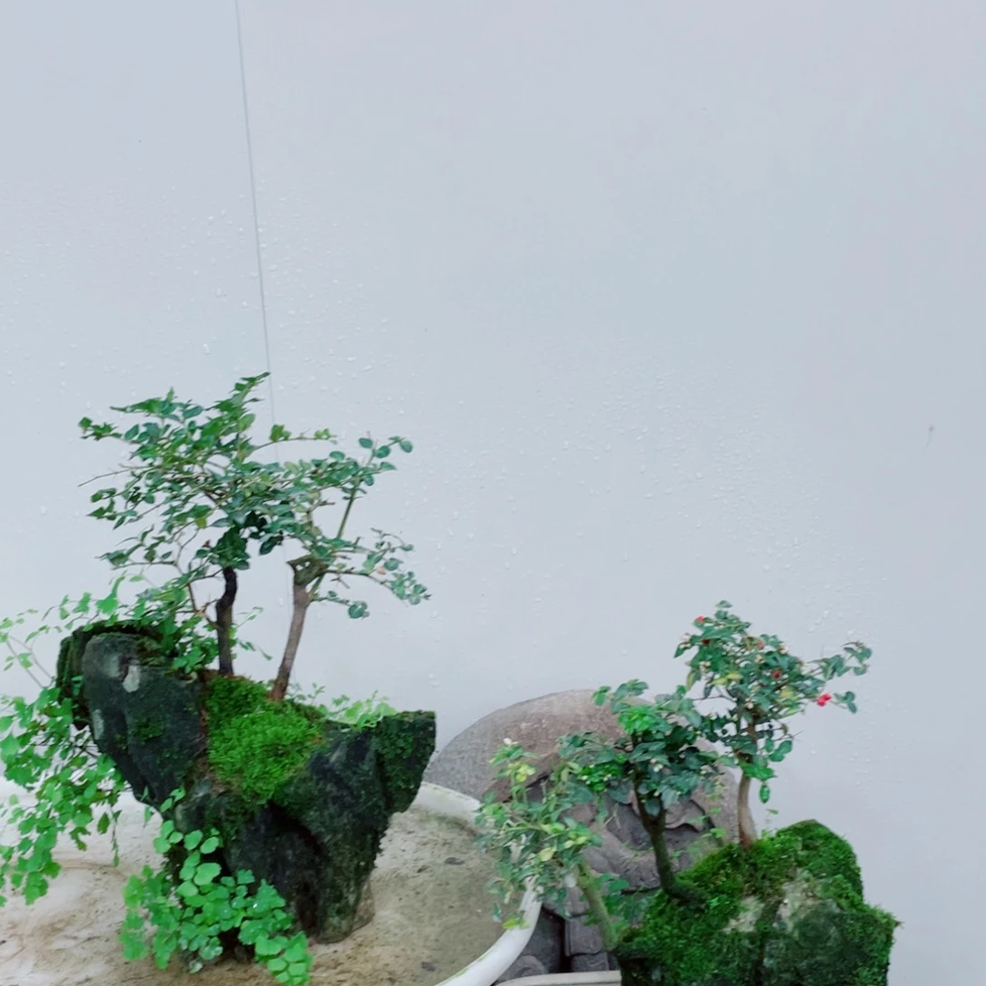 无铅玻璃哥*好铁线蕨的一种植物的